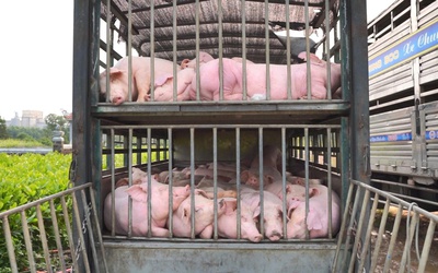 Tài xế chở thuê 100 con heo nhiễm dịch tả châu Phi vào phía Nam tiêu thụ