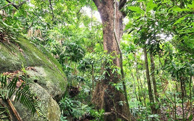 Xanh mát rừng Bắc Hải Vân