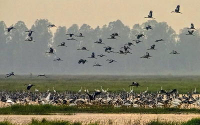 Vườn quốc gia Tràm Chim xuất hiện nhiều loài chim quý hiếm về trú ngụ