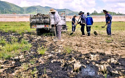 Bắt đầu xử lý dầu nhớt tràn đồng ruộng sát cao tốc Chí Thạnh - Vân Phong