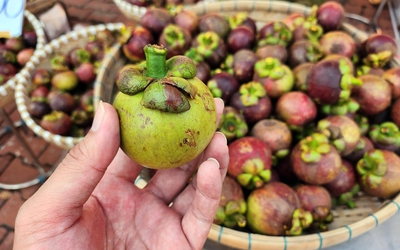 Măng cụt Lái Thiêu - di sản nông nghiệp trăm năm của siêu đô thị mới