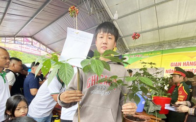 Lễ hội sâm Ngọc Linh và dược liệu quốc tế Đà Nẵng 2026 diễn ra đầu tháng 8