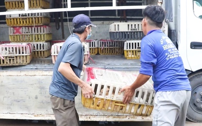 Công an TP.HCM triệt xóa băng nhóm bẫy bắt mèo, giải cứu 400 con mèo còn sống