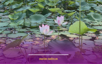 Gợi ý hai công viên ngắm hồ sen, dạo mát, picnic vào cuối tuần 