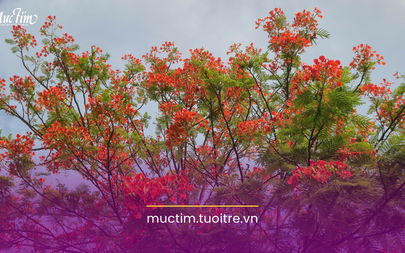 Ngắm hoa phượng nở rực ở Khu đô thị Vạn Phúc City