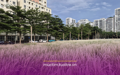 Lạc bước giữa cánh đồng cỏ lau trắng ở phường An Khánh