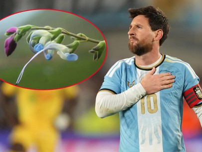 Loài hoa vừa mang tên Messi đã sắp… tuyệt chủng