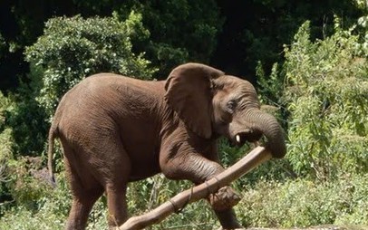 Nghiên cứu bất ngờ về voi châu Phi: Khả năng tự điều trị bệnh bằng thực vật