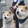 Bổ nhiệm 2 chú chó Akita làm giám đốc sân bay