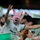Câu chuyện fan Palmeiras tự hào gọi nhau là… ‘lũ heo’