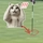 Pha đánh golf đỉnh cao khiến ai cũng phải trầm trồ