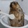 Khi sóc đất marmot cũng đi... 'bán quạt', có gì để coi?