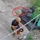 Bác trai ngồi dưới gốc dừa bỗng dưng được hưởng lộc trời cho