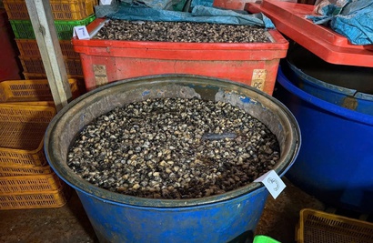 Ho Chi Minh City police bust operation soaking 3,000 tonnes of snail meat in chemicals