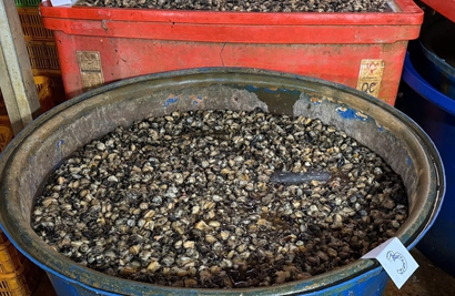 Suspect details ‘formula’ behind 3,000 tonnes of chemical-soaked snail meat in Ho Chi Minh City