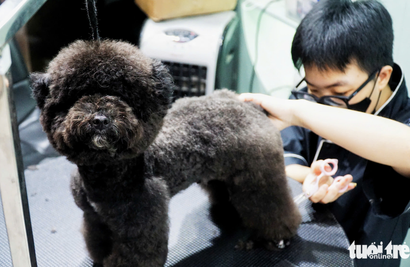 Young Vietnamese pet owners rush to grooming, boarding services ahead of Tet