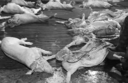 Vietnam premier orders tighter control over veterinary quarantine, slaughterhouse oversight