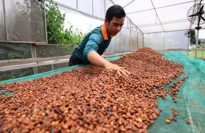 Vietnam coffee exporters await official guidance as EUDR deadline nears