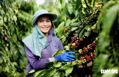 Vietnamese coffee races the clock as EU deforestation deadline looms
