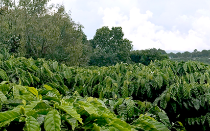Từ vườn già đến hạt cà phê Robusta giá trị cao ở Nam Ban