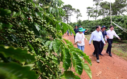 Gặp người đưa 110 héc ta Robusta bước vào cuộc chơi chất lượng cao