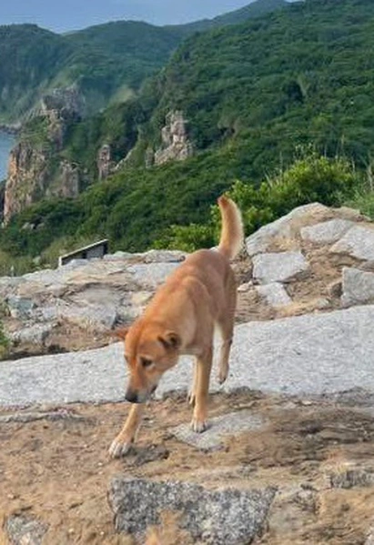 Chú chó vàng được đánh giá 5 sao trên Google Maps và câu chuyện về 'bạn dẫn đường đặc biệt'