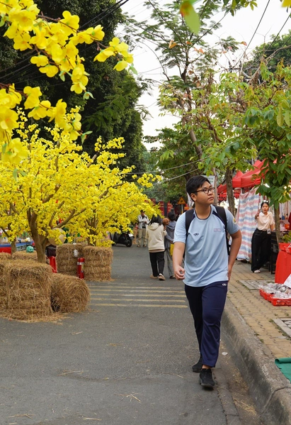 Check-in con đường mai vàng, bức tường heo đất tại lễ hội Tết Việt phường Thủ Đức