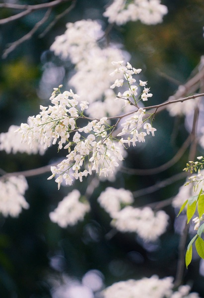 10 lời chào tháng 3 ấm áp, ý nghĩa, khởi đầu tháng mới rực rỡ