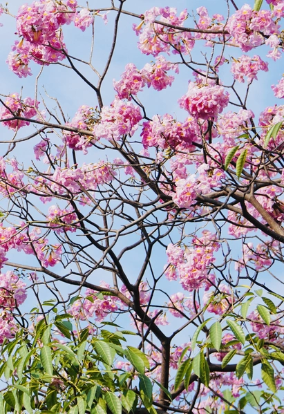 Ngắm những cung đường hoa kèn hồng rực rỡ ở TP.HCM