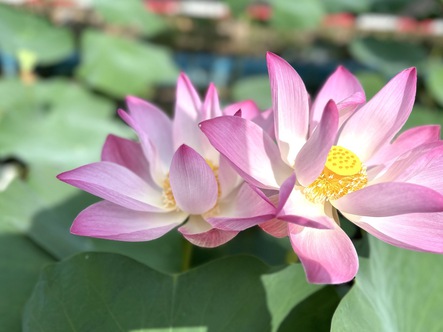 Về Cao Lãnh ngắm sen hồng nở rộ giữa lòng thành phố