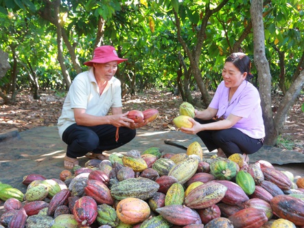 Giá ca cao tăng vọt, nông dân phấn khởi