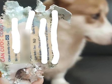 Chú chó xứng đáng nhận 10 'phiếu bé ngơ'