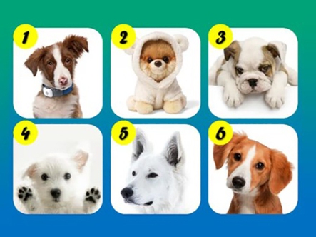 Quiz: Bạn cá tính hay là người điềm tĩnh, chu đáo?