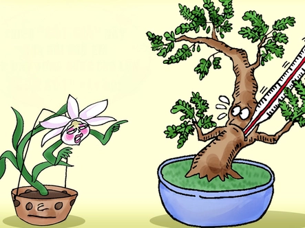 Loại cây rừng định lặp lại 'kỳ tích' lan đột biến