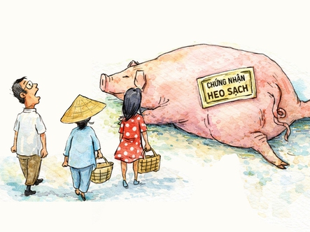 300 tấn heo bẩn vào trường học: Tay có sạch mới chứng nhận được heo sạch