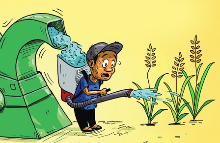 Bác nông dân khóc ròng vì 'lúa chín chẳng chịu cúi đầu'