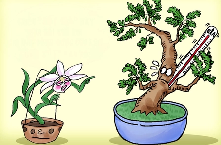 Loại cây rừng định lặp lại 'kỳ tích' lan đột biến