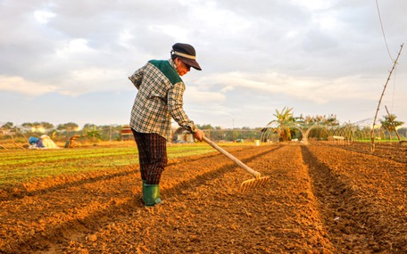 Giá rau xanh chợ Đà Nẵng tăng cao, giá ớt trên trời 150.000 đồng/kg
