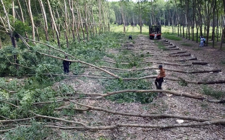 Bình Phước ‘bác’ toàn bộ kiến nghị của Tập đoàn Sơn Hải