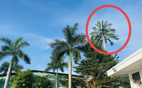 Thành phố đáng sống trồng 'giống dừa' gì cao bằng căn nhà 5-7 tầng vậy?