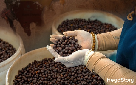 Robusta Việt Nam: Từ nguyên liệu pha trộn đến vị thế dẫn đầu thế giới