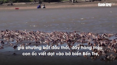 Gió chướng đẩy hàng triệu con ốc viết dạt vào bờ, dân đổ xô đi lượm