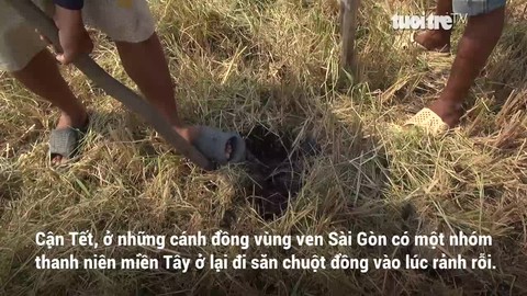 Đào bắt chuột ven Sài Gòn những ngày giáp Tết