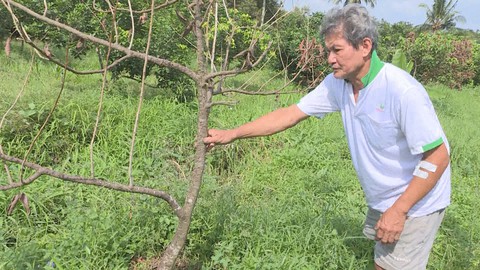 Nông dân rớt nước mắt vì hàng loạt vườn cây chôm chôm bị phá hoại