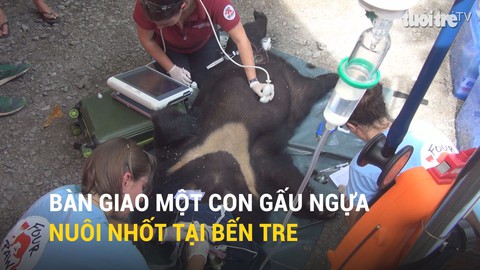 Bàn giao một con gấu ngựa nuôi nhốt tại Bến Tre