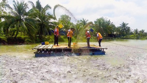 Đánh thức thị trường cá tra nội địa, không thể muộn hơn