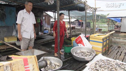 Cá lồng bè trên sông La Ngà lại chết trắng, dân tháo chạy khỏi bè cá