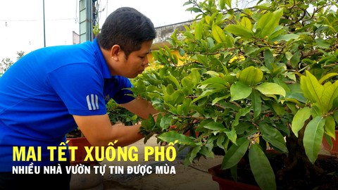 Mai Tết xuống phố, nhiều nhà vườn tự tin được mùa