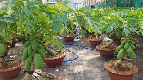 Độc đáo đu đủ, dừa, bầu hồ lô trồng chậu bán Tết