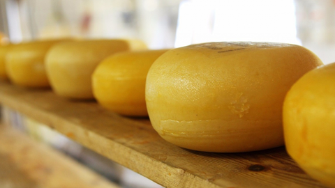 Casu Marzu: Loại phô mai nguy hiểm nhất thế giới